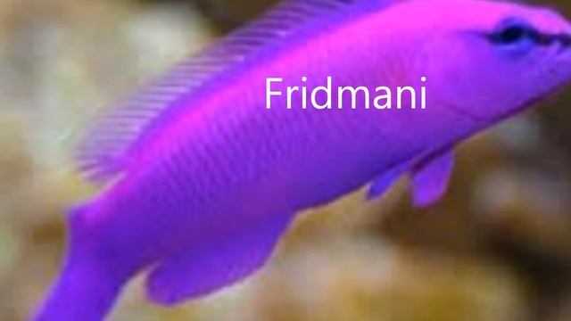 Foxface (what did the Foxface fish say?) смотреть онлайн