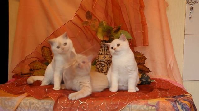 Британские котята из питомника Сомерсет, октябрь 2016-помет Л, котики смотреть онлайн