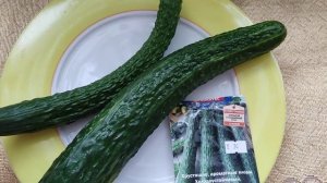 Обзор. Огурец Шанхайский молодец.