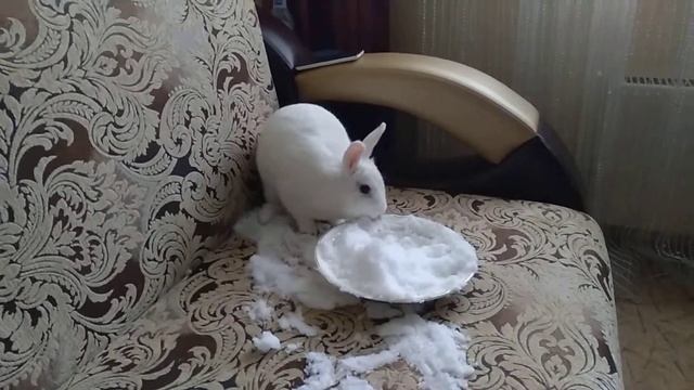 Кролик знакомится со снегом смотреть онлайн