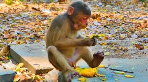 Cutest China Monkey BALLO Is Clever Monkey