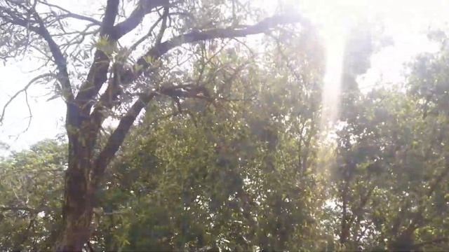 Very Loud cicada sounds смотреть онлайн