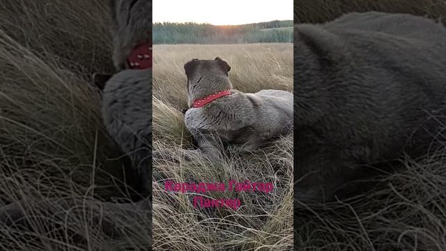 Каруся #music #kangal#dog#собака смотреть онлайн