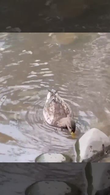 Пруд и утки 2023/2024гг смотреть онлайн