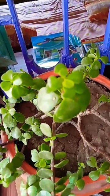 #lucky Plant #jade Plant #plantcaretips #plantlovers #subscribe #shortvideos