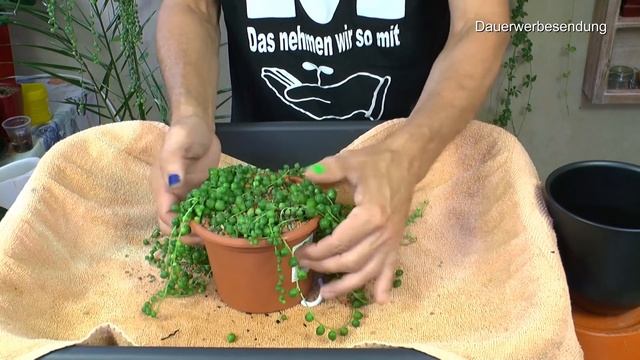 Die String of Pearls umpflanzen, Erste Vermehrung und mineralisches Substrat für die Erbsenpflanze смотреть онлайн