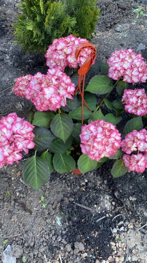 Наши цветущие гортензии