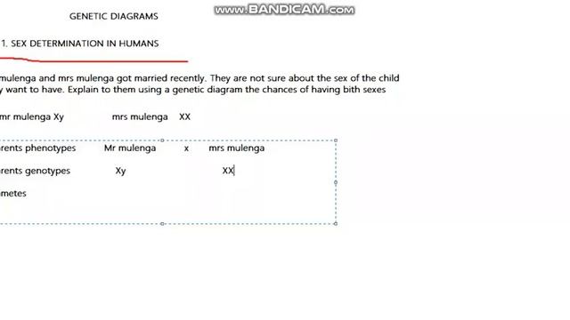 Genetic diagrams смотреть онлайн