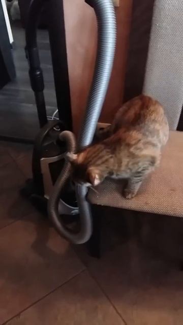 Кошка и валерьянка смотреть онлайн