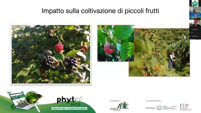 Focus su Popillia Japonica e strumenti a supporto dell'Export смотреть онлайн