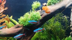 Aquarium Juwel Rio 125 Liter