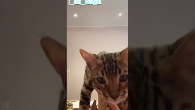 Спящий Лео смотреть онлайн