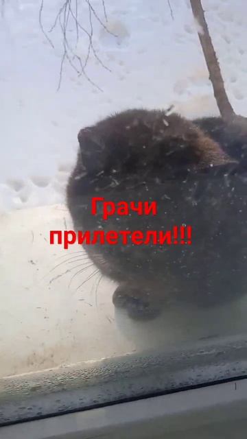 грачи опять прилетели смотреть онлайн