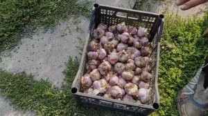 Как я обрезаю чеснок и где его храню.