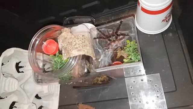 Trying to rehouse an angry girl. Caribena versicolor смотреть онлайн