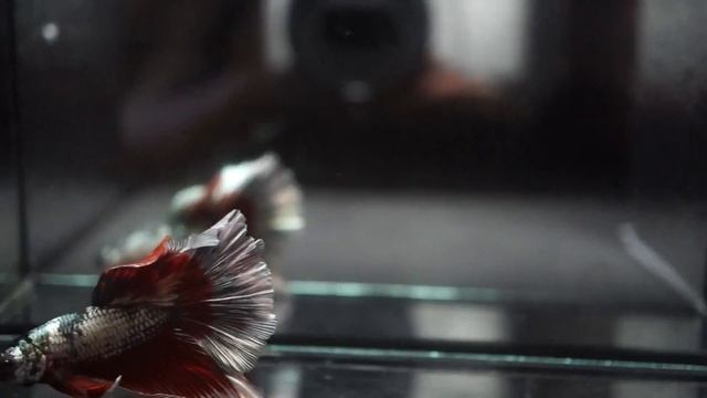 Fancy DRAGON SALAMANDER COPPER RED AUBURN Rosetail Halfmoon HM Betta смотреть онлайн