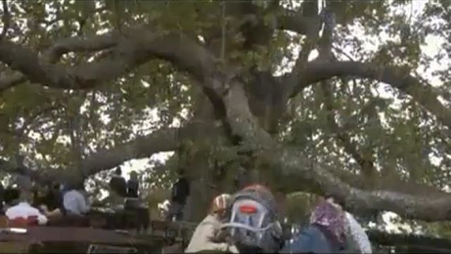 600 years old Sycamore tree in Bursa Platanus orientalis смотреть онлайн