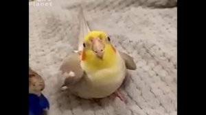 песня для кореллы