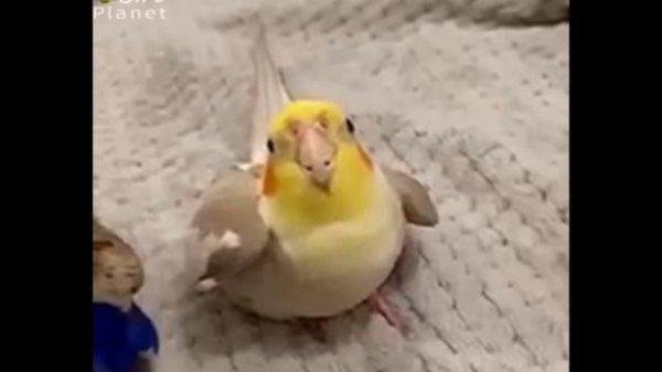 песня для кореллы