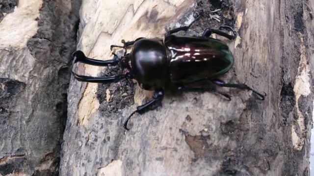 Phalacrognathus muelleri Black color!! смотреть онлайн