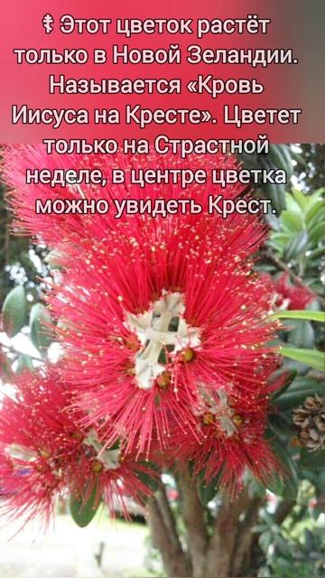 ☦ Цветок цветущий на Страстной недели «Кровь Иисуса на Кресте» ☦ смотреть онлайн