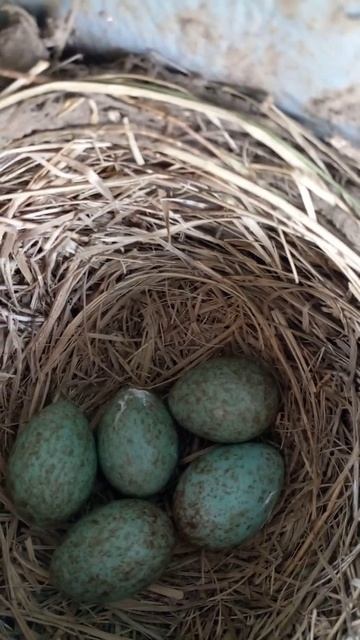 Гнездо дрозда-белобровика смотреть онлайн