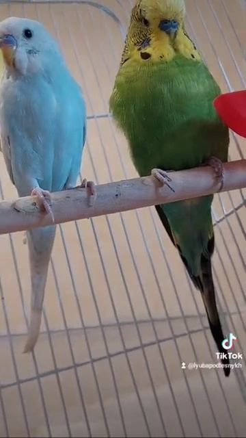 Попугаи 8 марта 2022 г. смотреть онлайн