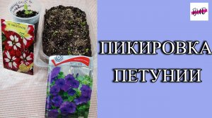 ПИКИРОВКА ПЕТУНИИ 2024.