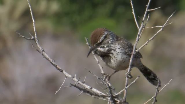 Cactus Wren смотреть онлайн
