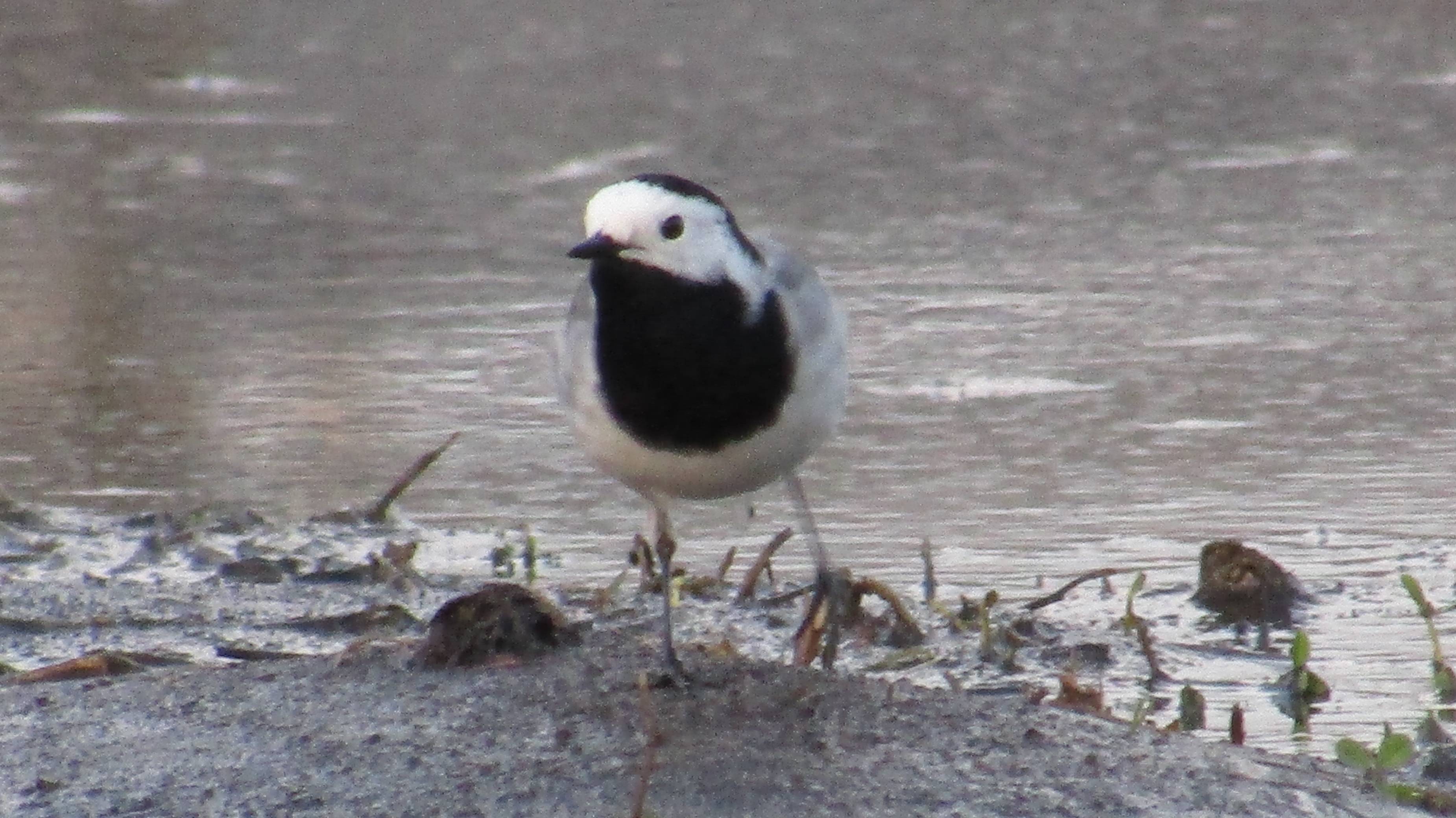 Белая трясогузка (лат. Motacilla Alba)