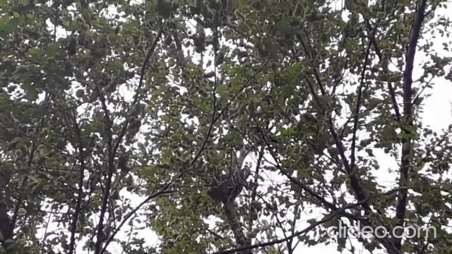 Наглая сорока донимает кота. смотреть онлайн