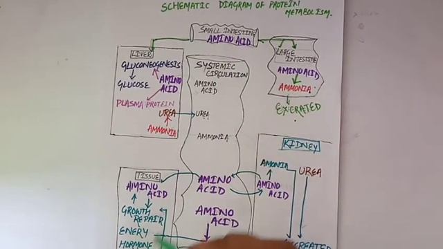 protein metabolism#biochemistry#diagram wise explanation смотреть онлайн