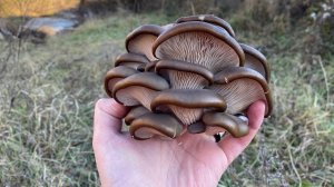 Экстремальный сбор вешенки  Грибы Крыма