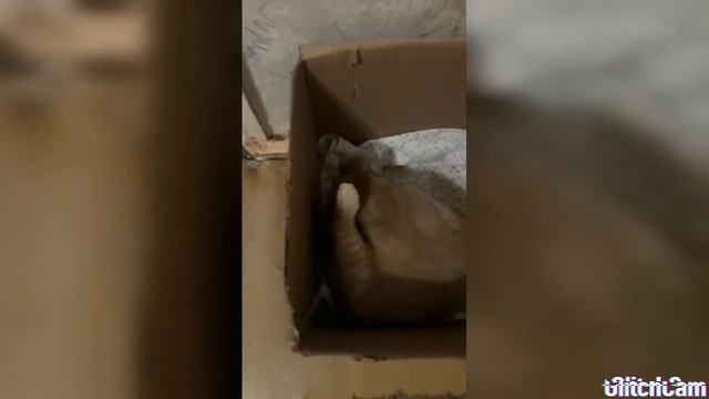 Кошка родила котят. смотреть онлайн