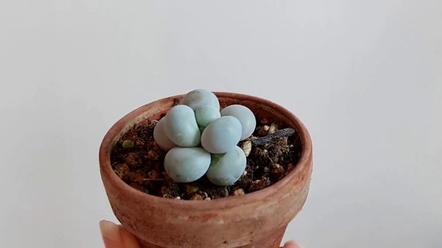 Pachyphytum oviferum смотреть онлайн