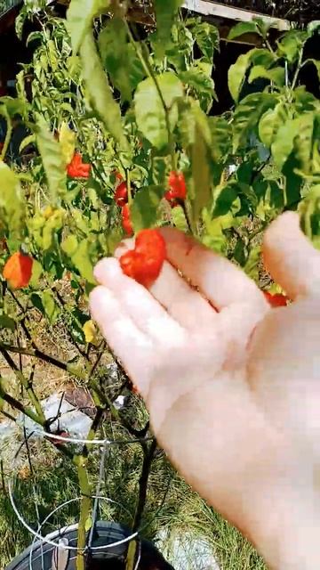 CAROLINA REAPER - ever cook with one? смотреть онлайн