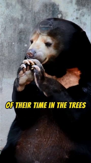 Get to know this Smallest of the Bear Species - Fun Facts #shorts смотреть онлайн