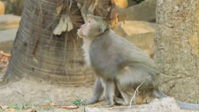 Trillion Pity Tima! Nasty Monkey DeeDee Bite Oldest Monkey Tima So Badly смотреть онлайн