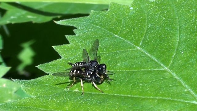 Square-headed Wasps (Crabronidae: Ectemnius or Crabro?) Mating Behavior, Part 2 of 2 смотреть онлайн