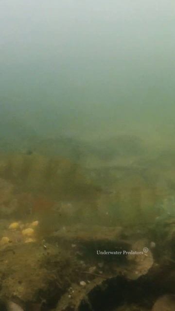 Perch like worms😅 #fishing #predator #underwater смотреть онлайн