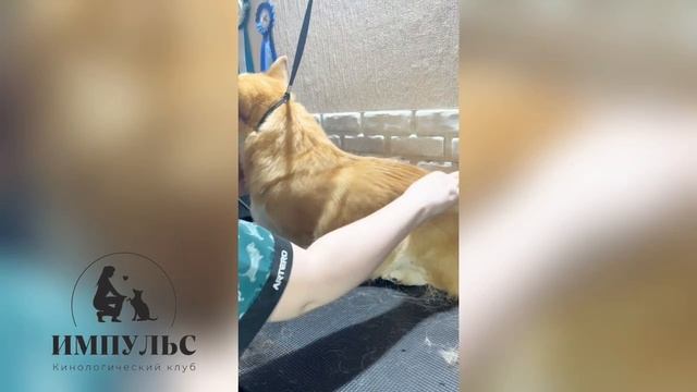 Груминг Корги