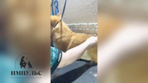 Груминг Корги