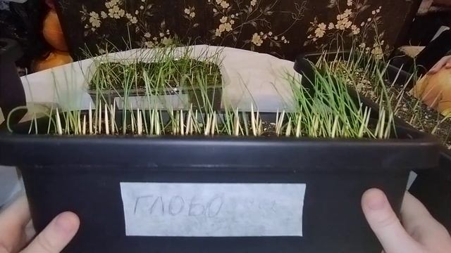 Рассада лука:Глобо, Айлса Грейг, Стурон, Зебрун, посев 19.02 смотреть онлайн