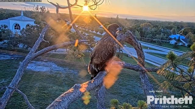 SWFL Eagles ~ E22's Beautiful Sunrise & Morning Visit 💗 A Rainbow Of Promise From Harriet 🌈 💗 6.4.2 смотреть онлайн