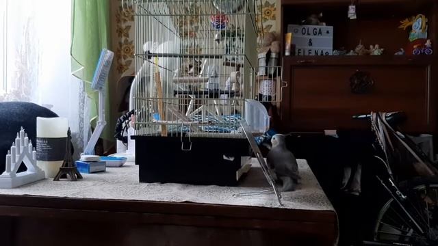 Корелла и зеркало смотреть онлайн