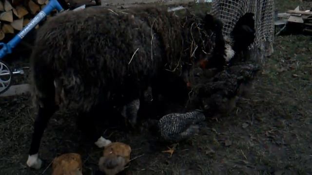 Овца и куры смотреть онлайн