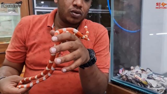 Green Python, Yellow Python, Milk Snake at Karnataka Aquarium смотреть онлайн