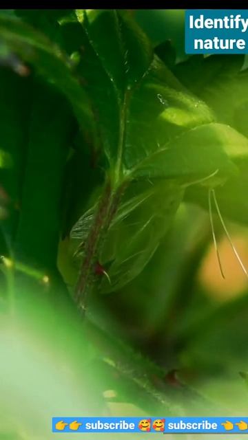 THE SOUND OF BUSH CRICKET INSECT || katyadid | tree cricket #short #youtubeshort смотреть онлайн