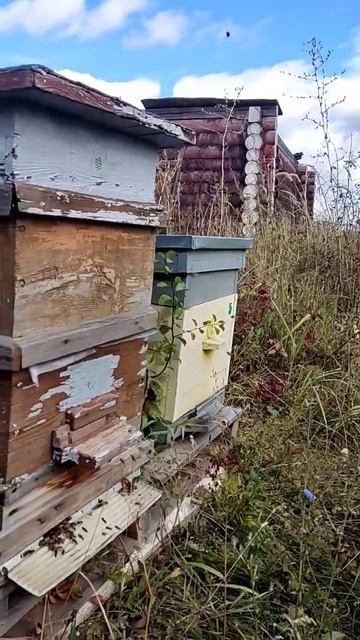 Облёт молодой пчелы на солнышке. смотреть онлайн