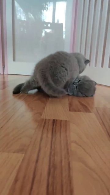 Британские котята смотреть онлайн